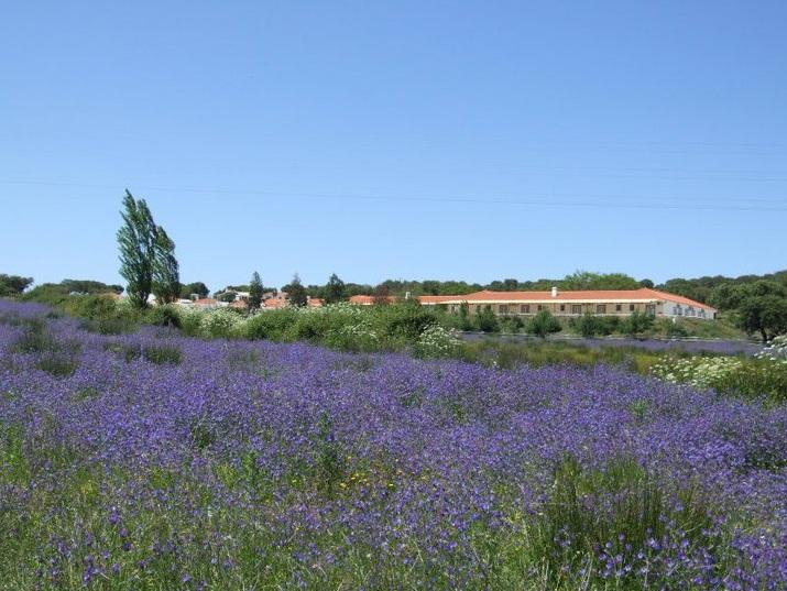 Hotel Rural Da Ameira Montemor-o-Novo Dış mekan fotoğraf
